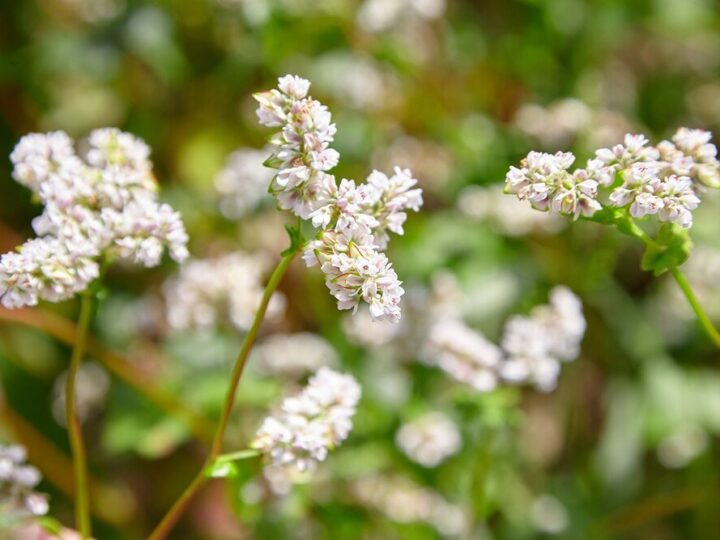 Gryka – kiedy kwitnie i jak ją rozpoznać?