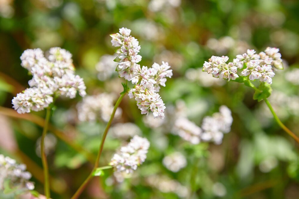 Gryka – kiedy kwitnie i jak ją rozpoznać?