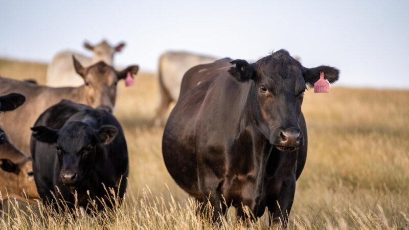 Ile kosztuje krowa mięsna – ceny zakupu i co na nie wpływa