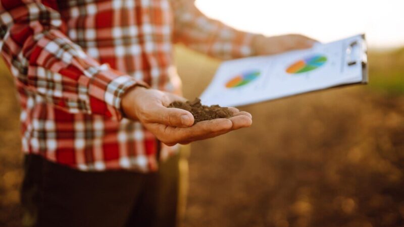 Ile kosztuje mocznik – ceny nawozu i opłacalność zakupu