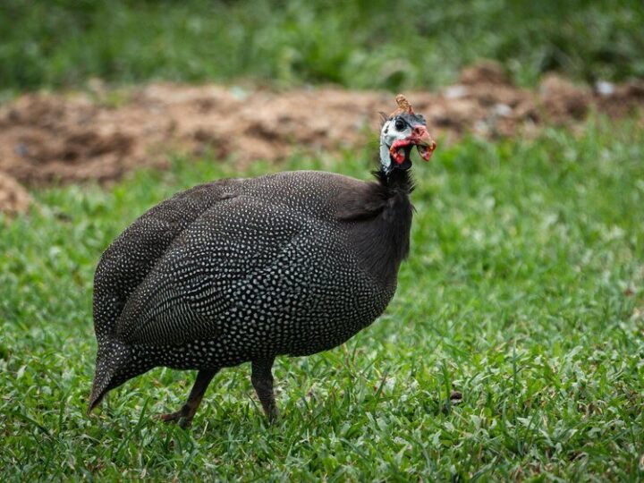 Ile kosztuje perliczka – ceny zakupu i opłacalność hodowli