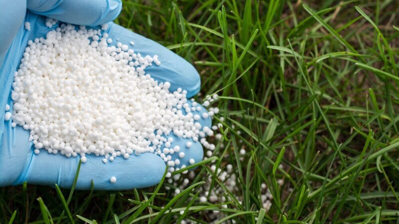 Ile kosztuje saletrzak – aktualne ceny i porównanie