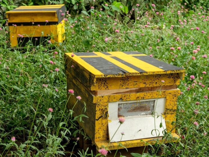 Ile kosztuje ul – aktualne ceny i porady dla pszczelarzy