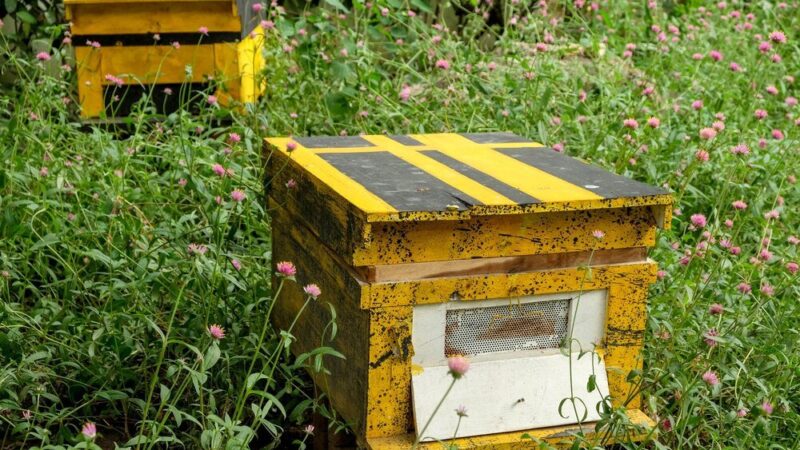Ile kosztuje ul – aktualne ceny i porady dla pszczelarzy