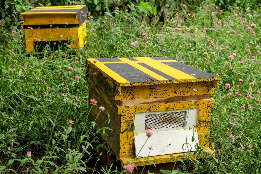 Ile kosztuje ul – aktualne ceny i porady dla pszczelarzy