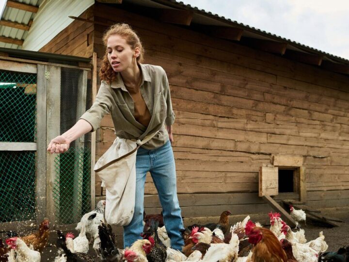 Ile kosztuje utrzymanie kury – realne wydatki w gospodarstwie