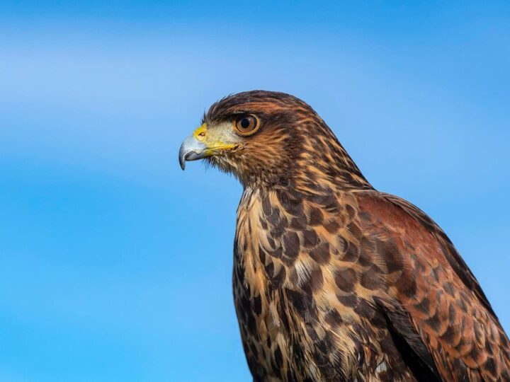 Jak odstraszyć jastrzębia od kur – skuteczne i legalne sposoby