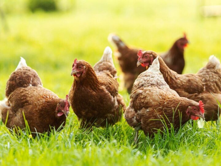 Jak szczur atakuje kury – objawy ataku i ochrona stada