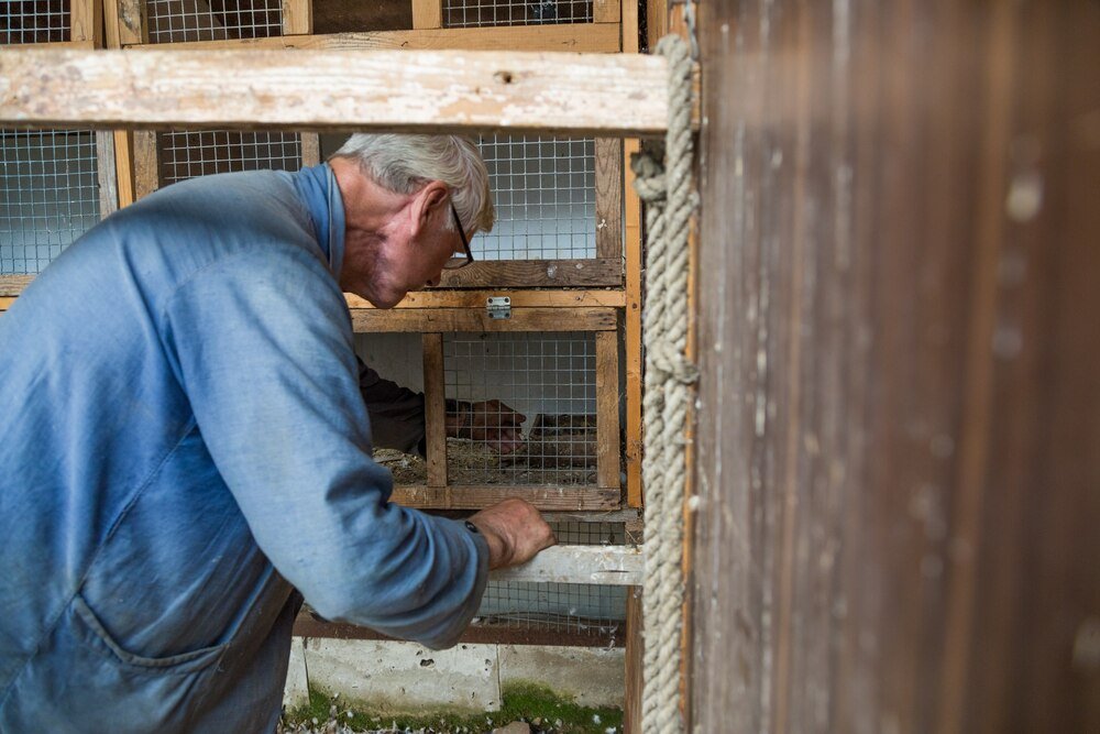Jak zabezpieczyć kury przed lisem – skuteczne metody ochrony
