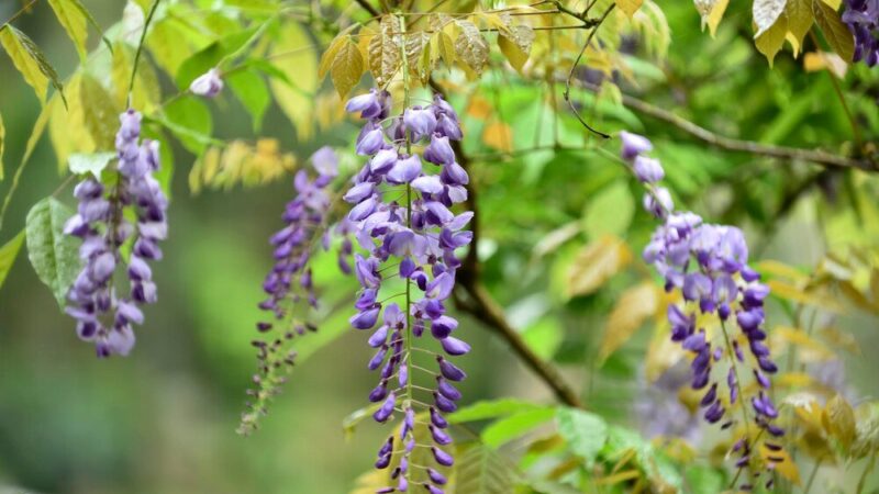Jak zrobić podpory dla glicynii – stabilne konstrukcje krok po kroku