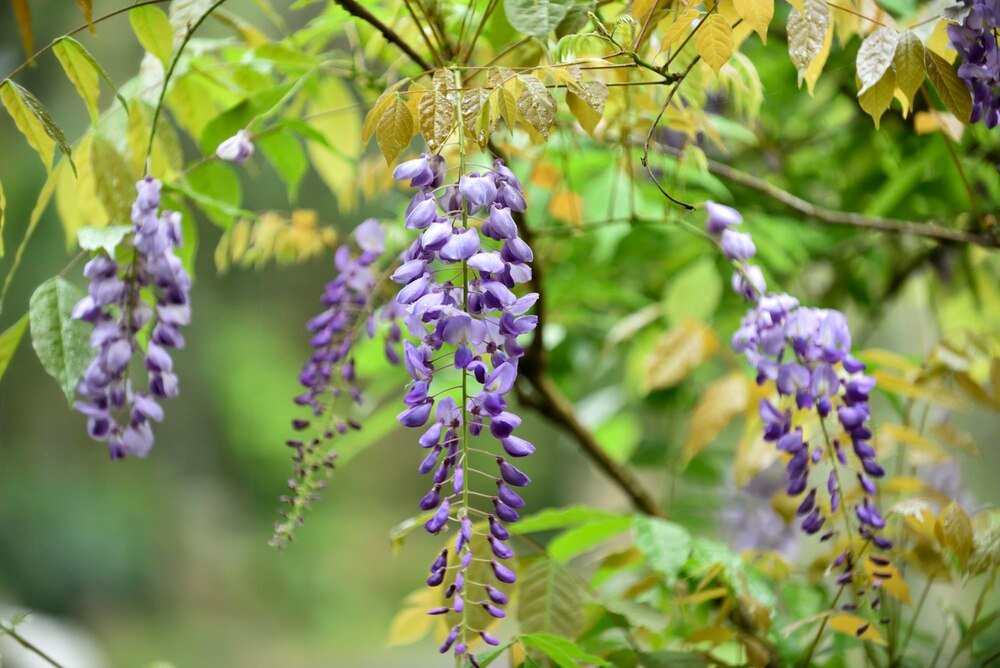 Jak zrobić podpory dla glicynii – stabilne konstrukcje krok po kroku