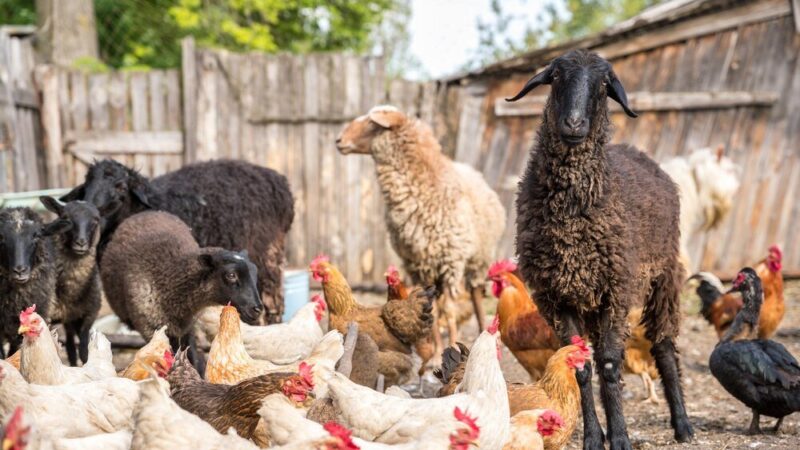 Jakie zwierzęta opłaca się hodować na wsi?