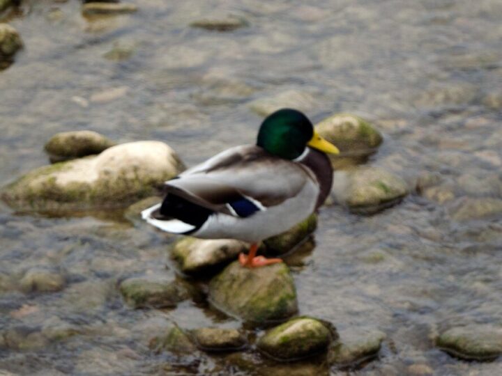 Kiedy kaczka siada na jajkach – jak rozpoznać lęgi?