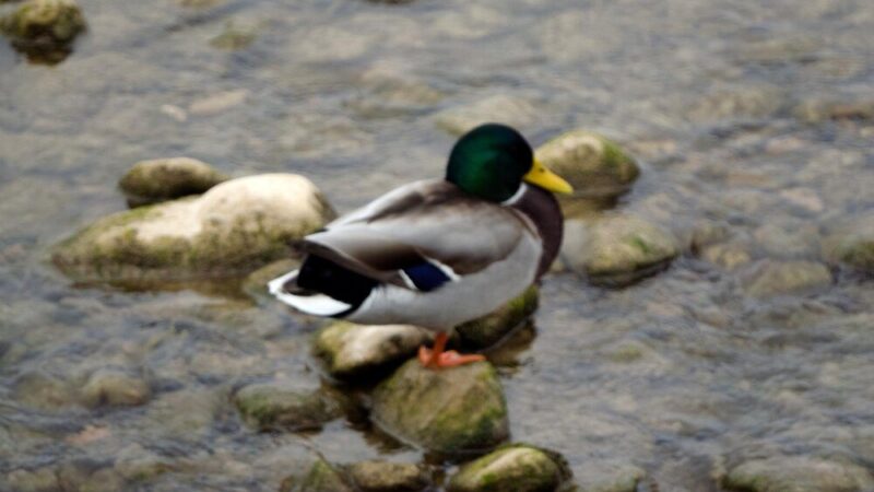 Kiedy kaczka siada na jajkach – jak rozpoznać lęgi?