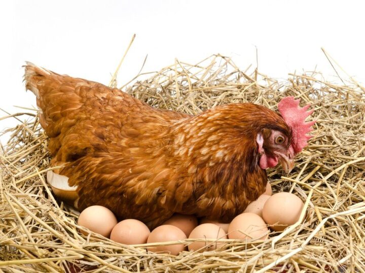 Kiedy kura znosi jajka – wiek i częstotliwość nieśności