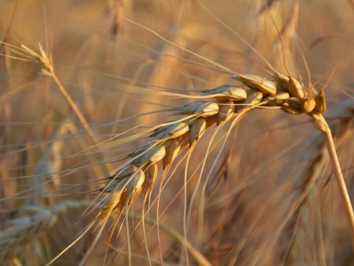 Kiedy siać pszenżyto – terminy siewu i praktyczne wskazówki