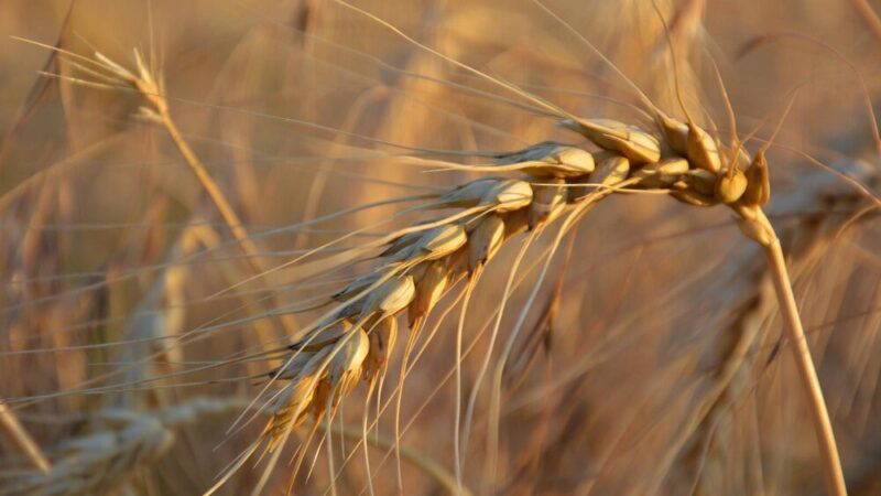Kiedy siać pszenżyto – terminy siewu i praktyczne wskazówki