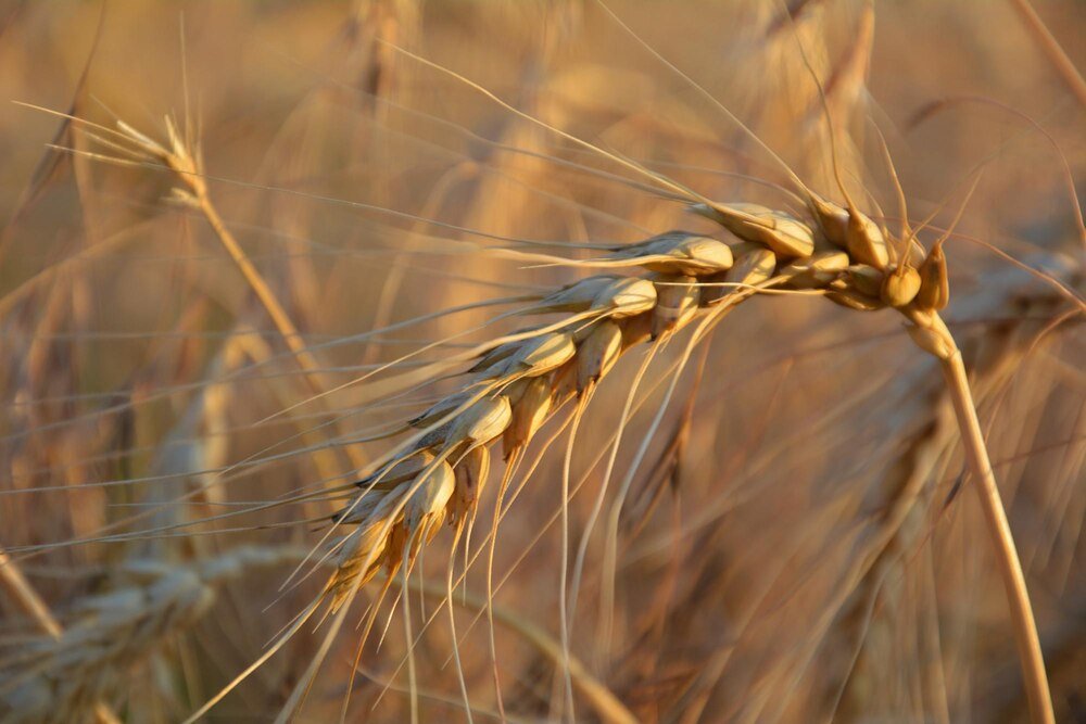 Kiedy siać pszenżyto – terminy siewu i praktyczne wskazówki