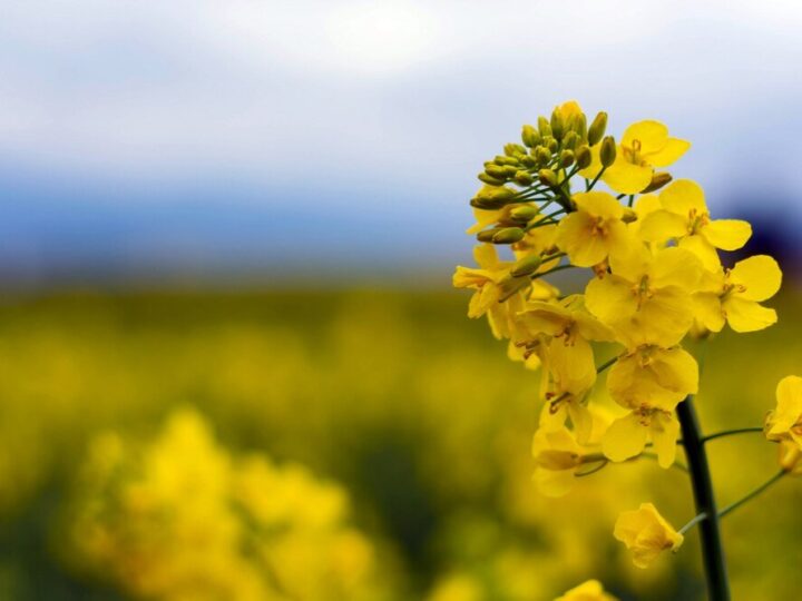 Kiedy sieje się rzepak – terminy i praktyczne wskazówki