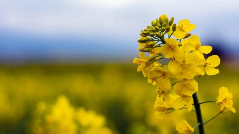Kiedy sieje się rzepak – terminy i praktyczne wskazówki