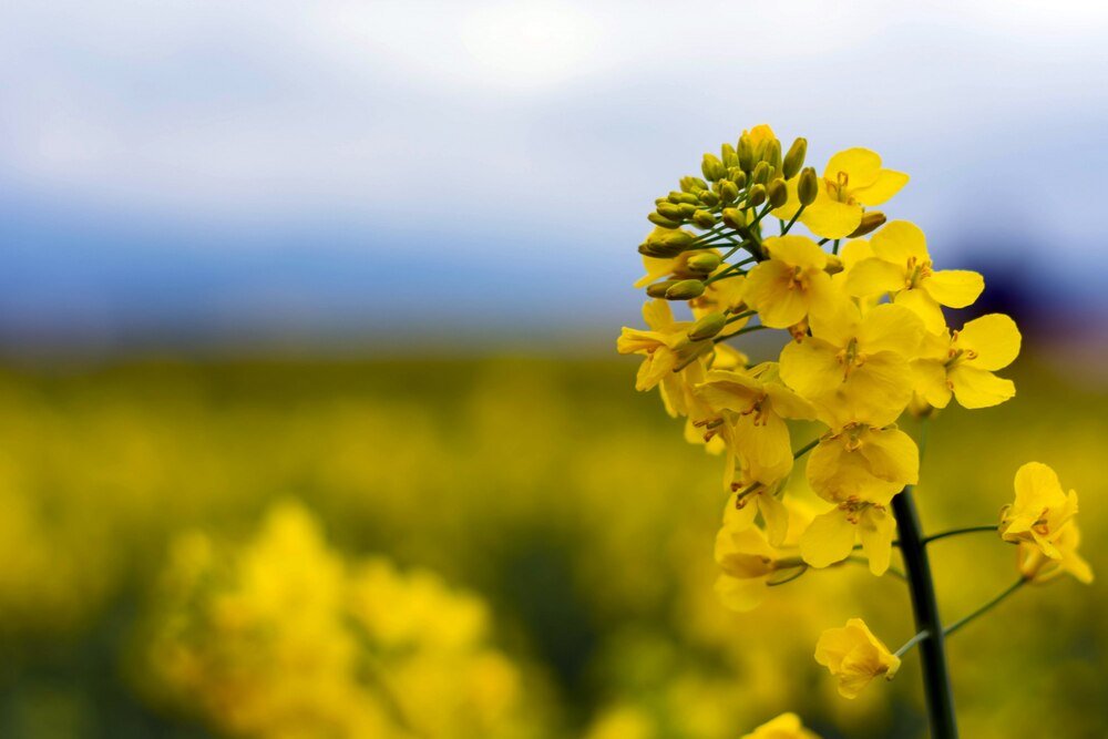 Kiedy sieje się rzepak – terminy i praktyczne wskazówki