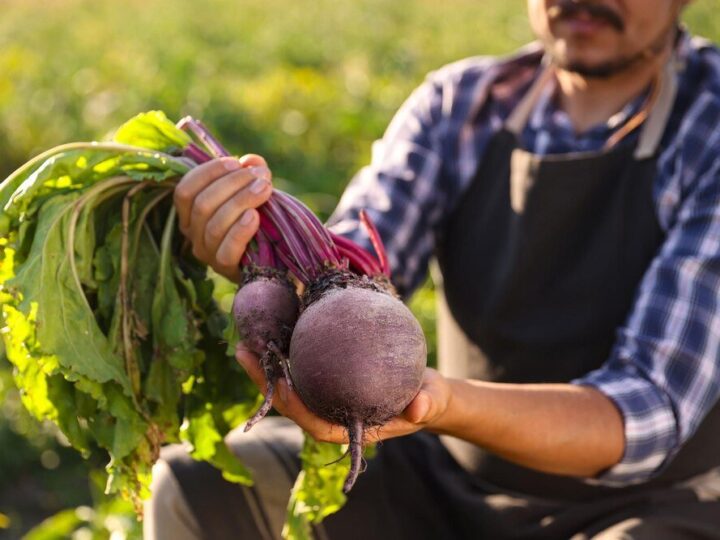 Kiedy siejemy buraki – terminy siewu w Polsce