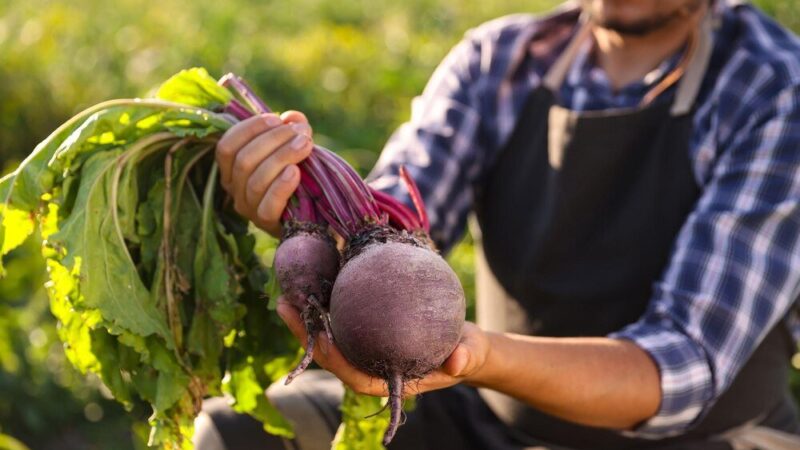 Kiedy siejemy buraki – terminy siewu w Polsce