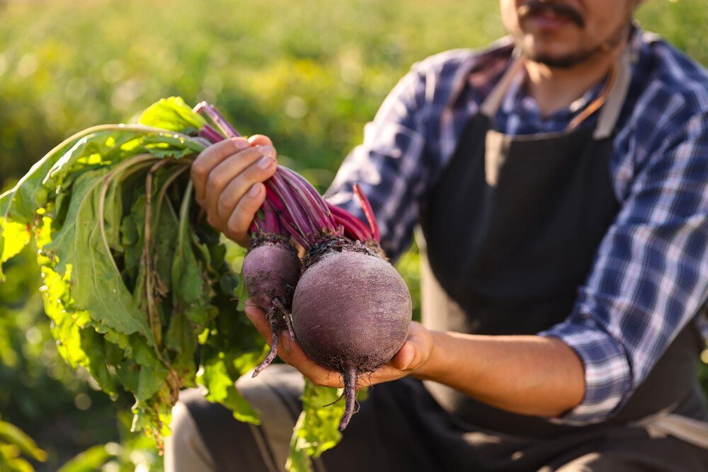 Kiedy siejemy buraki – terminy siewu w Polsce