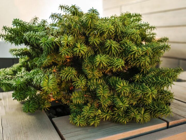 Kosodrzewina w ogrodzie – aranżacje na skarpy i rabaty