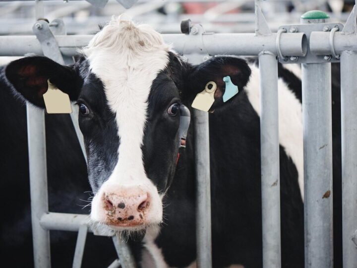 Krowy mleczne – rasy najpopularniejsze w Polsce