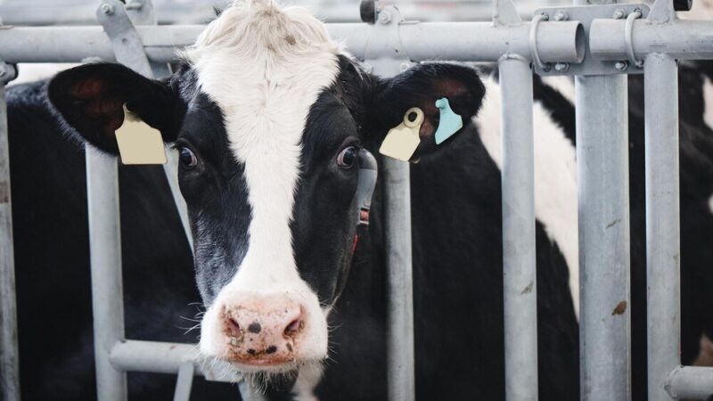 Krowy mleczne – rasy najpopularniejsze w Polsce