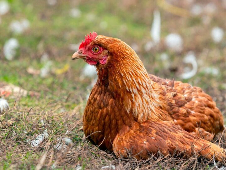 Kury tetra – opis rasy i charakterystyka