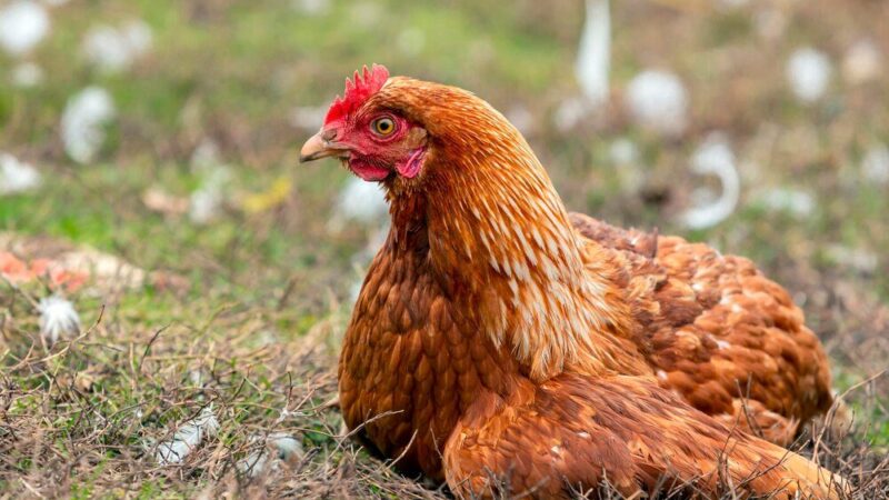 Kury tetra – opis rasy i charakterystyka