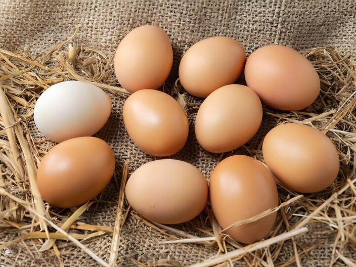 Kury znoszą zakrwawione jajka – przyczyny i co robić