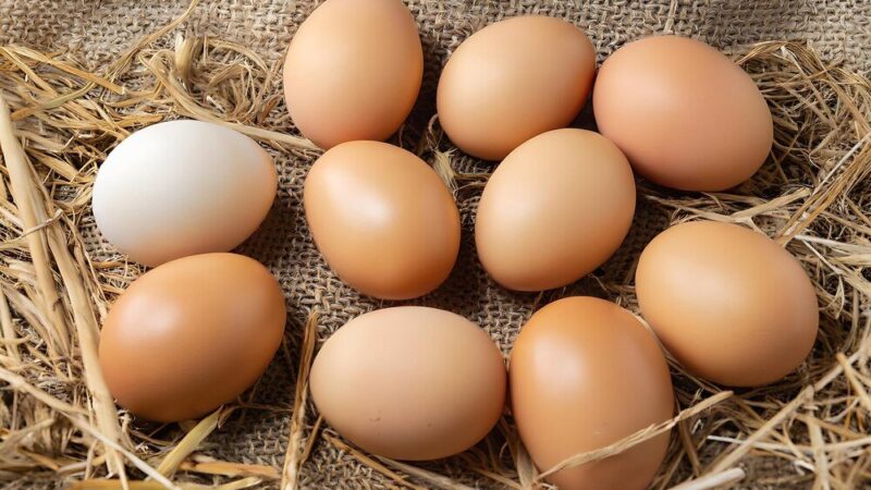 Kury znoszą zakrwawione jajka – przyczyny i co robić