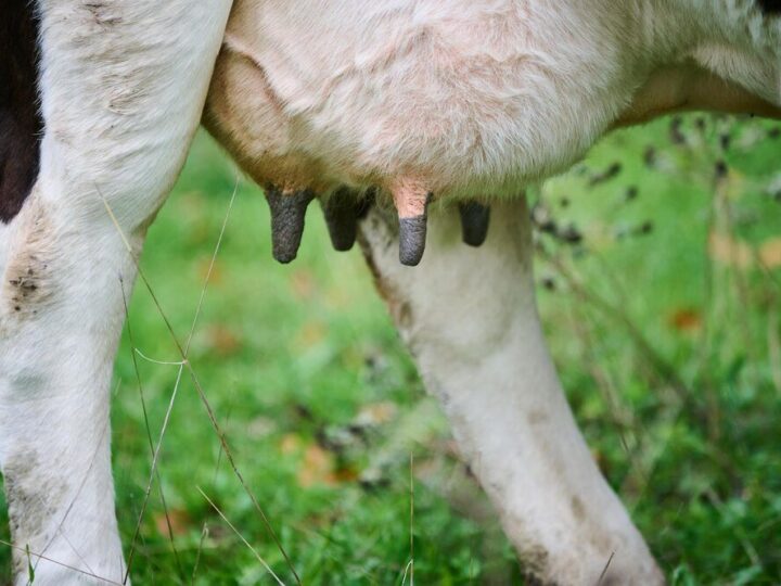 Maść na wymiona – jaką wybrać dla krów?