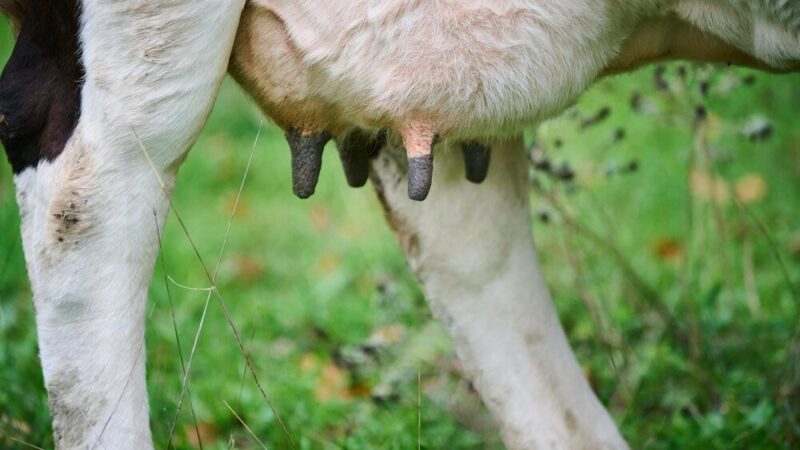 Maść na wymiona – jaką wybrać dla krów?