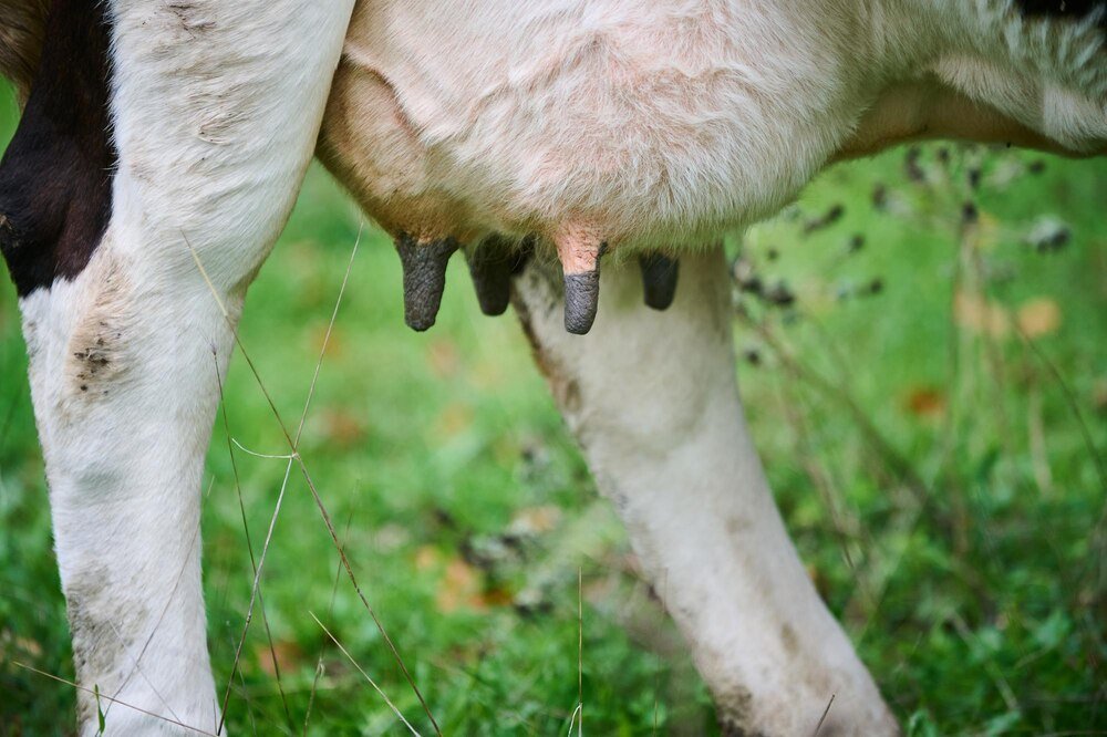 Maść na wymiona – jaką wybrać dla krów?