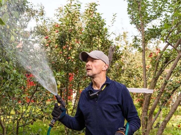 Oprysk brzoskwini octem – czy to bezpieczne dla roślin?