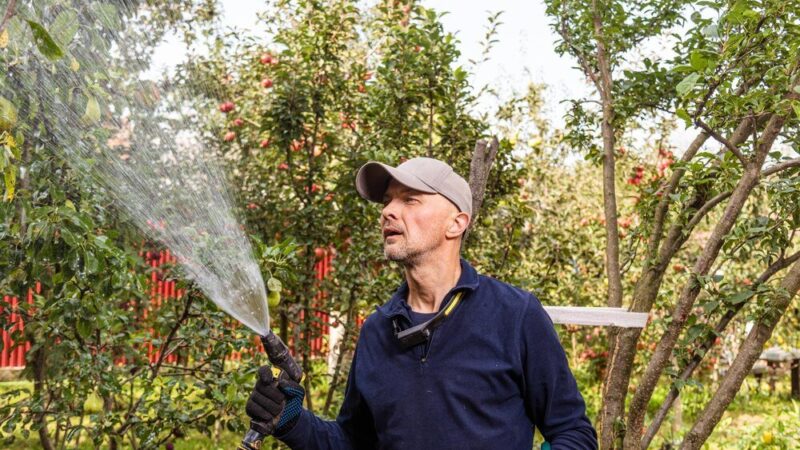 Oprysk brzoskwini octem – czy to bezpieczne dla roślin?