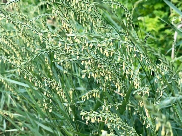 Owies ozimy – gdzie kupić w dobrej cenie?