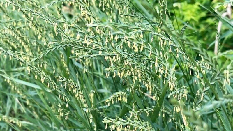 Owies ozimy – gdzie kupić w dobrej cenie?