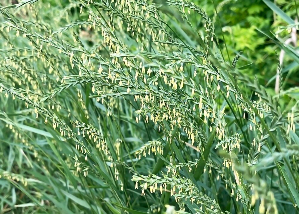 Owies ozimy – gdzie kupić w dobrej cenie?