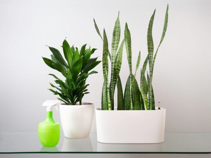 Sansewieria: jak szybko rośnie – od czego zależy tempo wzrostu?