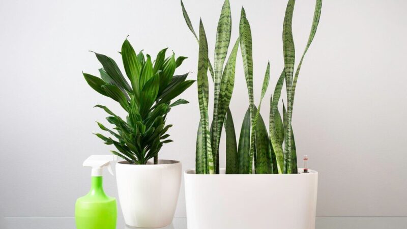 Sansewieria: jak szybko rośnie – od czego zależy tempo wzrostu?