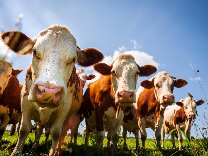 Układ pokarmowy krowy – budowa, funkcje i znaczenie dla produkcji
