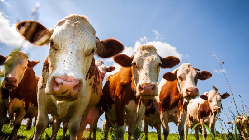 Układ pokarmowy krowy – budowa, funkcje i znaczenie dla produkcji