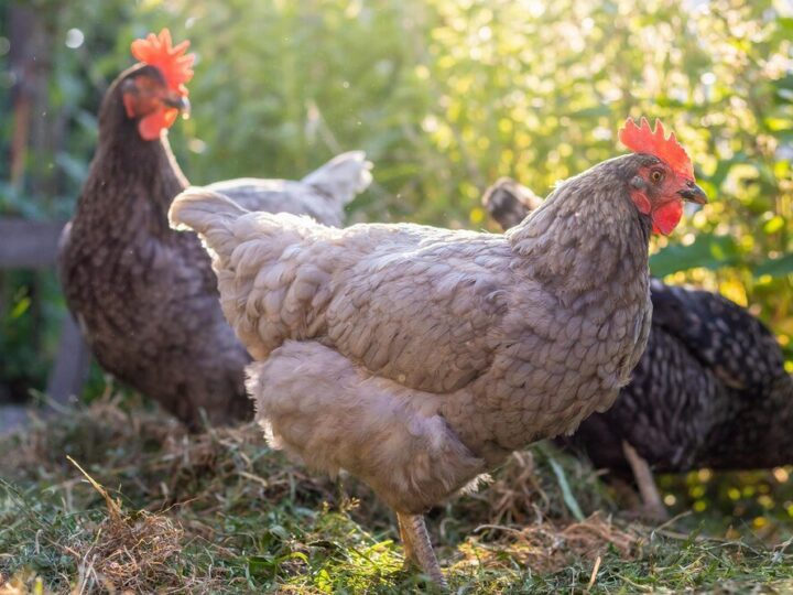 Ziemia okrzemkowa dla kur – gdzie kupić najlepszą i bezpieczną?