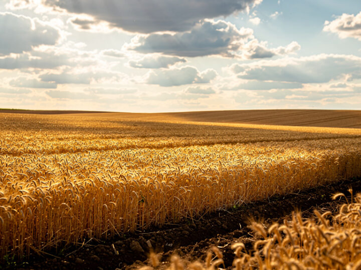 Czarnoziemy – dlaczego są tak żyzne?