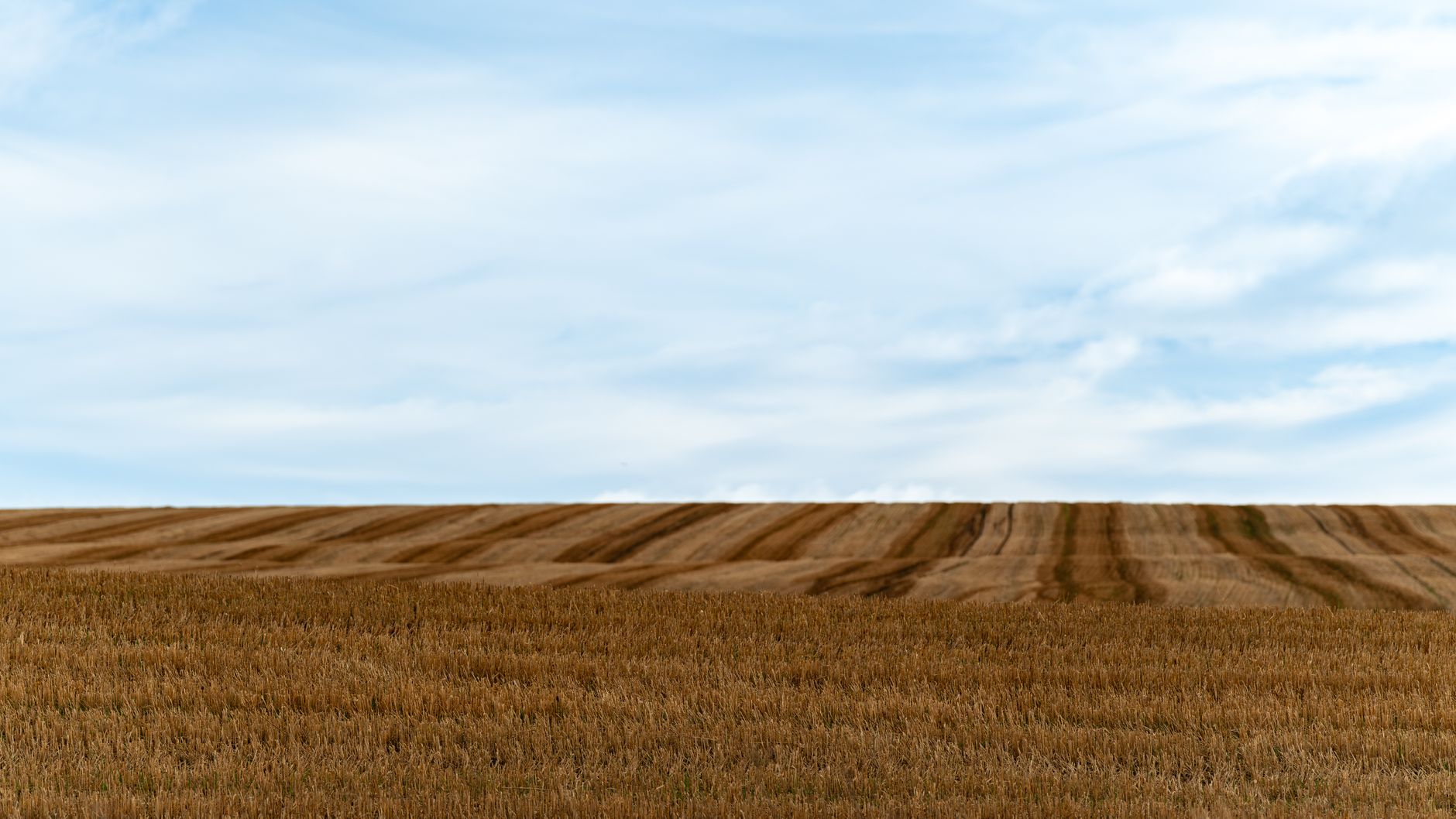Nawozy mikrobiologiczne – dlaczego regeneracja podłoża to najlepsza ochrona przed stresem klimatycznym?